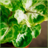 Syngonium pixie verzorging tips
