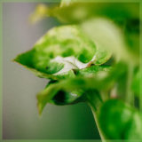 Syngonium pixie verzorging tips