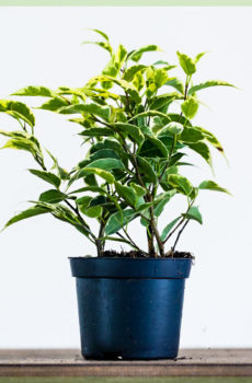 Ficus Benjamina Starlight