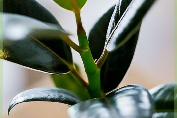 Ficus elastica 로부스타