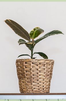 Ficus tineke szobanövények