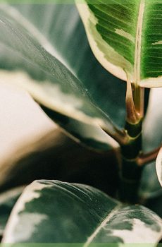 Ficus tineke houseplants