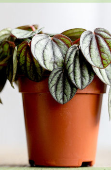 Peperomia vodní meloun