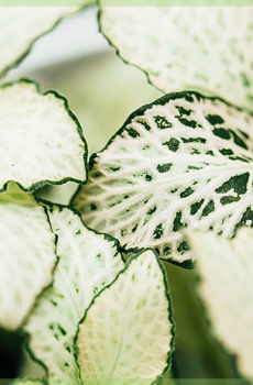 fittonia white forest flame ice queen