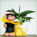 happy musa banenenpoat in monkey sierpot
