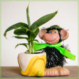 happy musa banenenpoat in monkey sierpot