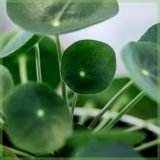 Pilea Peperomioides pannenkoekenplant