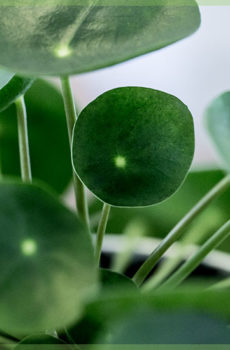 Pilea Peperomioides pannenkoekenplant