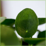 Pilea Peperomioides pannenkoekenplant