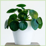 Pilea Peperomioides pannenkoekenplant