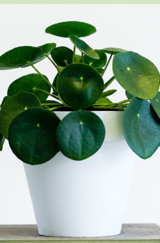 Pianta del pancake di Pilea Peperomioides