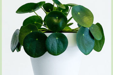 Pilea Peperomioides pandekageplante