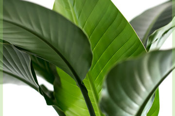Tropická pokojová rostlina Strelitizia nicolai