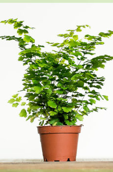 Asplenium partvati fern cuttings