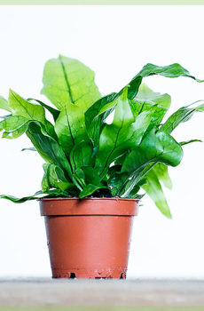 Asplenium nerve fern cutting