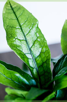 Asplenium nerve fern cutting