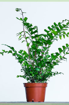 Tăiere de tulpină verde Asplenium parvati