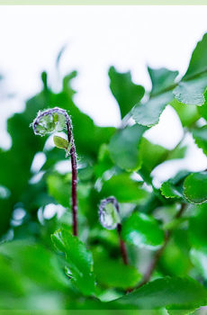 Asplenium parvati groen stam sny