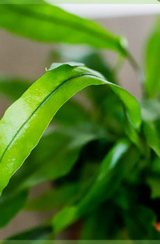 Aspelium nest fern fern