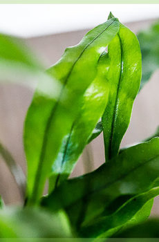 Aspelium nest fern fern