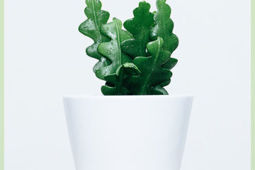 I-cactus enamazinyo - i-epiphyllum anguliger