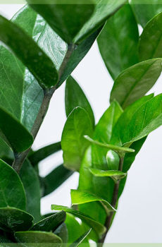 zamioculcas zammifolia کی دیکھ بھال کے نکات