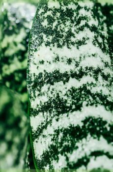 Sansevieria trifasciata anguis plantae linguae dominae