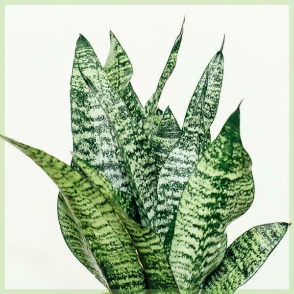 Sansevieria trifasciata slangplant dames tong