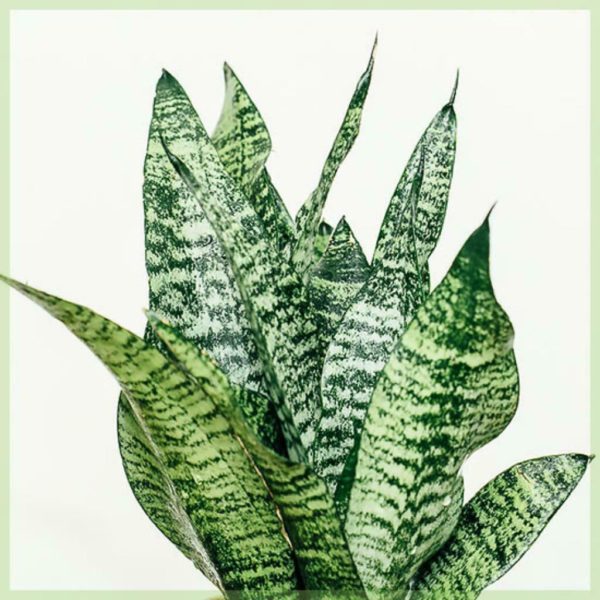 Sansevieria trifasciata tipu nakahi te arero wahine