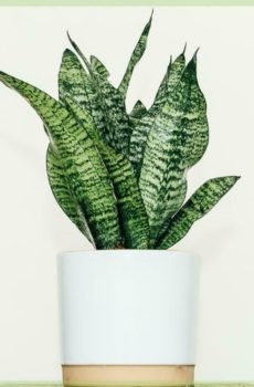 Sansevieria trifasciata käärmekasvi naisen kieli