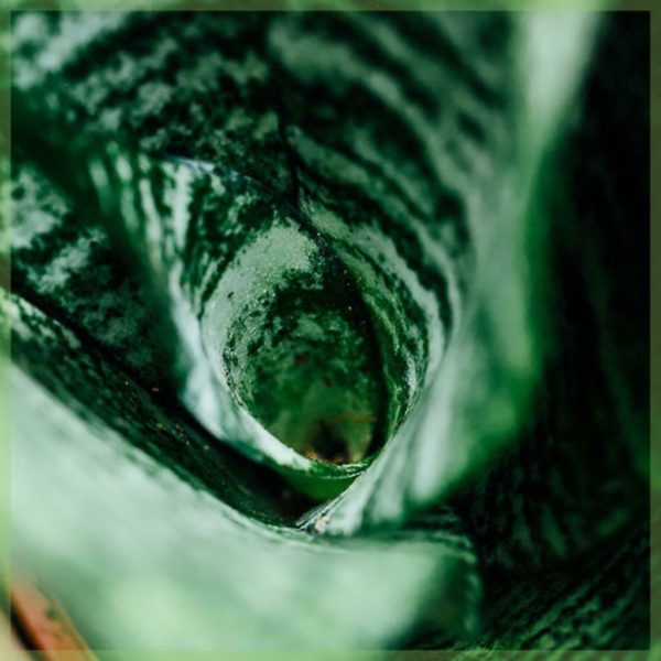 Sansevieria trifasciata käärmekasvi naisen kieli