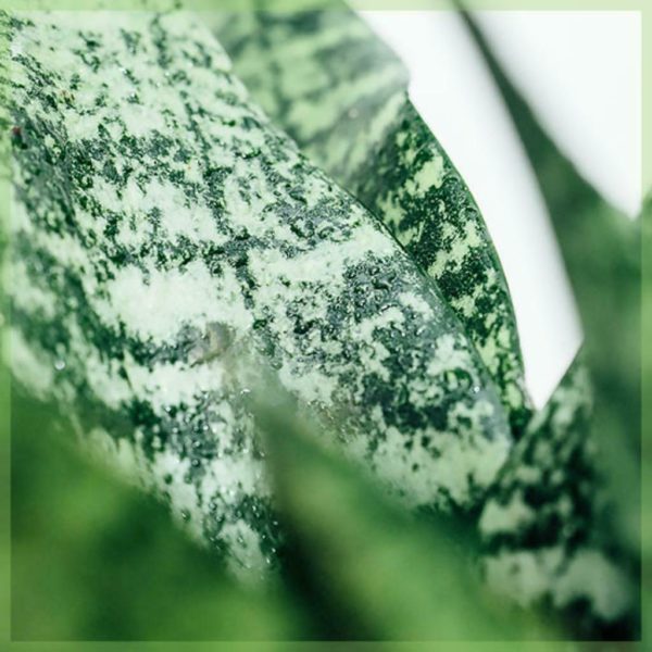 Sansevieria trifasciata snake plant lady's tongue