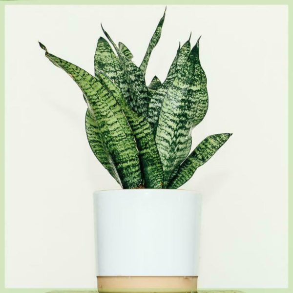 Sansevieria trifasciata snákaplöntu dömutunga