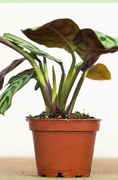 Calathea pot campuran 9cm