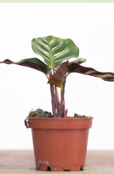 Calathea මිශ්ර බඳුන 9 සෙ.මී