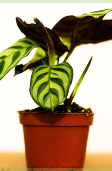 Calathea blandaður pottur 9cm