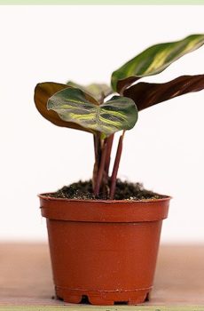 Calathea මිශ්ර බඳුන 9 සෙ.මී