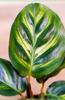 Tenxhere mikse Calathea 9cm