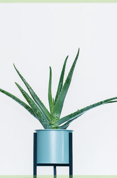 Velká pokojová rostlina aloe vera