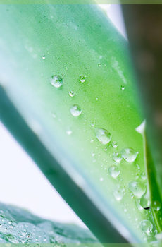 Grande plante d'intérieur à l'aloe vera