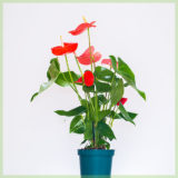Anthurium romance rode bladeren