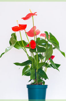 Anthurium romance vörös levelek