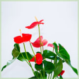 Anthurium romance rode bladeren