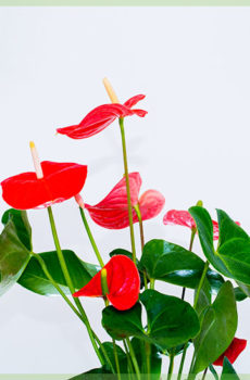 Jacaylka Anthurium caleemaha cas