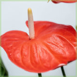 Anthurium romance rode bladeren