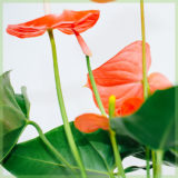 Anthurium romance rode bladeren