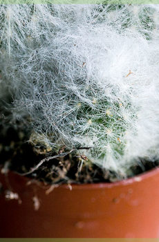 Mini kaktusz faiskolai cserépben