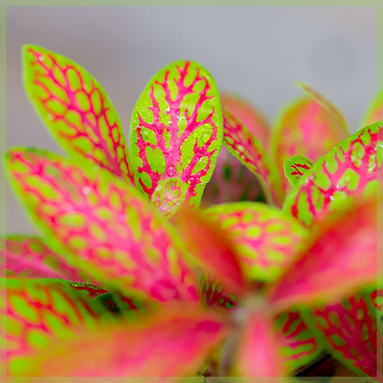 Fittonia albivensis neonroze - mozaïekplant