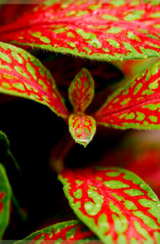 Fittonia pink green neon leaf