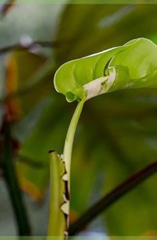 חיתוך צעיר של Monstera variegata